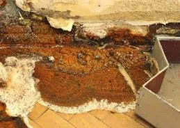 Dry-rot-removal