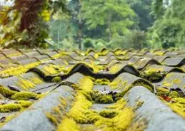 Roof-moss-removal